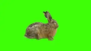 Rabbit green screen, Cute rabbit, Rabbit eating, Rabbit sitting in green screen, Rabbit video, free