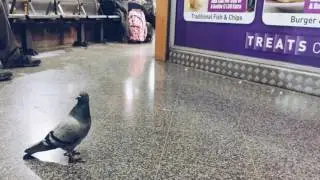 Pigeon in bus station.