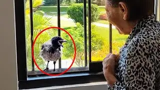 Little Crow Knocks On Window To Sing A Song For Grandma Every Day ❤️ Funny Animal 2024