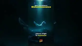Fascinating look at how #bioluminescence is used different creatures. #trivia #science #ai #chatgpt4