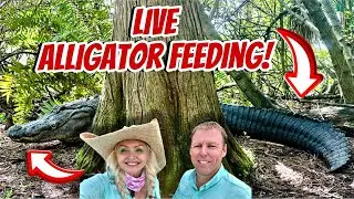 LIVE ALLIGATOR CHOMP AND CHAT!