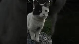 😽💋💗🔥 #тренды #cats #cutecats #funnycatsvideos #врекомендации #edits