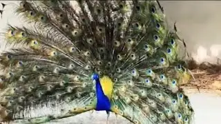 Beautiful Peacock Dance