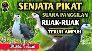 🔴 SUARA PIKAT BURUNG RUAK RUAK PALING AMPUH SUARA JERNIH DAN KERAS