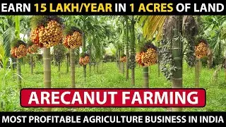 ARECA NUT FARMING / BETEL NUT CULTIVATION | Complete information's | Supari ki Kheti Kaise Hoti Hai