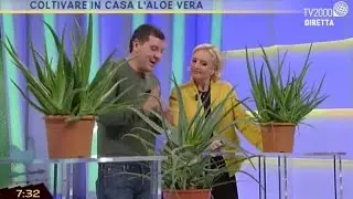 Coltivare in casa laloe vera