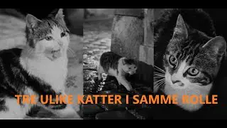 Da tre ulike katter spilte samme katterolle