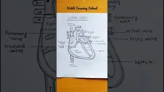 Heart Diagram - Very Easy #shorts #drawing #art