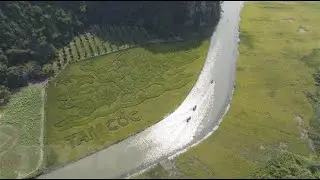 Rice painting in Ninh Binh impressing visitors