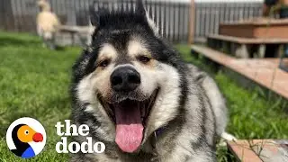 Watch This 210-Pound Husky Lose A Ton Of Weight In 6 Months | The Dodo