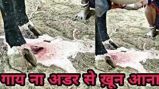 HF Cow के अडर से खून आना || देखिये क्या है बीमारी