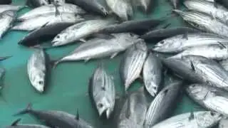 Лов тунца на Мальдивах. How to catch tuna