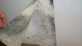 Hidden Mold in Homes & Buildings