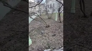 Обращение: г. Казань, сквер перед Габдуллы Тукая 72, мёртвых птиц очень много
