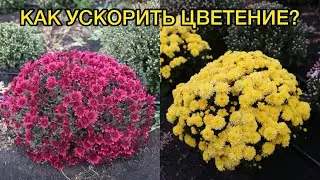 Хризантема Мультифлора. Главные проблемы и ошибки при выращивании.