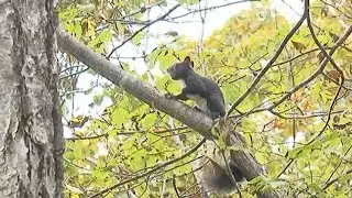 В поисках леопарда. Наша съемочная группа посетила заповедный лес