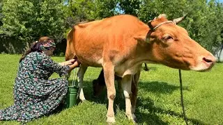 Grandma Milked the Cow and Made Yogurt from Fresh Milk: Yogurt Making at Home!