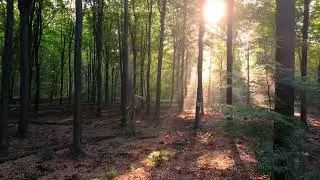 Forest with trees in the sunlight, 4K | Premium Stock Video | Without watermark | Cinematic shot