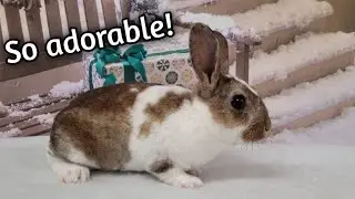 Meet my new Bunny Pixie - Introducing her to my Bunny Daisy