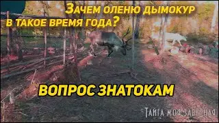 Зачем оленям дымокур в такое время года на ночь? Вопрос знатокам