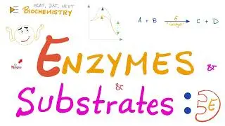 Enzyme Activity - Enzyme and Substrate - Key and Lock Theory vs. Induced Fit Model - Biochemistry 🧪