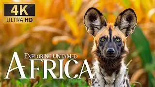 Exploring Untamed Africa 4K 🦒 Discovery Nature Relaxation Films with Relaxing Music &Landscape Video