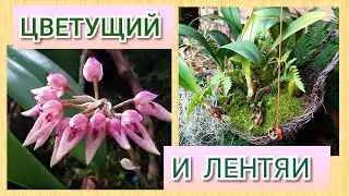 Орхидея Бульбофиллум /Bulbophillum, как посадить бульбофиллум, варианты посадок.
