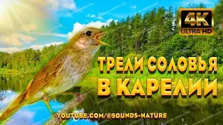 Трели Соловья, Целителя От Бога. Лечебное Пение Соловья В Тихих Местах Карелии, Погрузит В Сон.