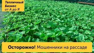 Оторожно Мошенники!!! Торговля рассадой клубники