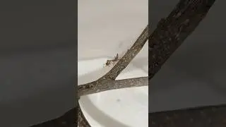 Каннибализм у богомолов