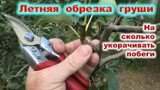 ЛЕТНЯЯ ОБРЕЗКА ГРУШИ с сильным приростом