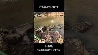 НАЛИМ НА УДОЧКУ  #рыбалка #налим  #блесна #спиннинг #удочка #живец