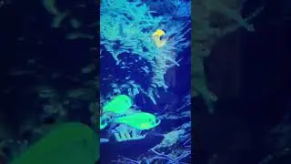 Meet The GloFish Pristella Tetra