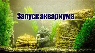 Запуск Аквариума: пример оформления и запуска аквариума. Аквариумистика.