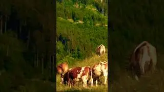 Mountain Cow Sounds