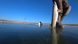 ЗИМНЯЯ РЫБАЛКА ПО ПЕРВОМУ ЛЬДУ , ловля щуки на жерлицы.