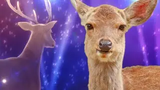 Deer reacts to Shikanoko Nokonoko Koshitantan song | Meme