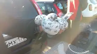 Цены на голубей ? Пройдите по базару !