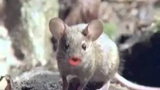 Christmas: Animal song