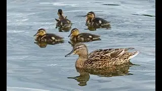 River duck ducklings /Утята речной утки