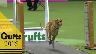 Flyball - Team Final | Crufts 2016