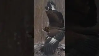 Golden eagle vs white-tailed eagle #wildlife #birds #nature