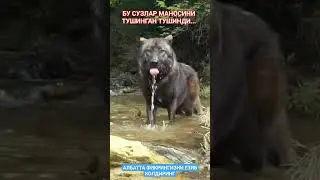 риск аллохдан 