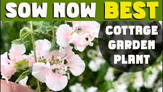 SOW NOW: For the Perfect 10/10 cottage garden flower. SEPTEMBER sowing.