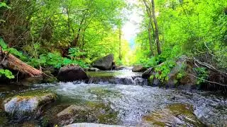 Лесной ручей  Звуки воды  Шум воды в лесу