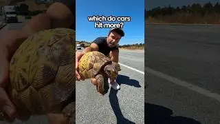 Turtles or Snakes- Which Do Cars Swerve to Hit More?