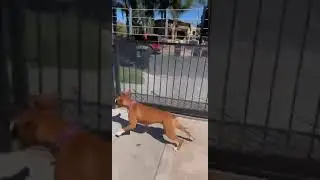 Dog Stands Up on Fence