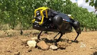 First Field Tests of a Legged Robot in a Vineyard - HyQReal