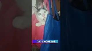 Cat Shopping