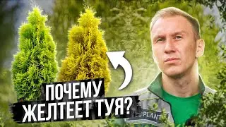 🔥 5 причин ПОЧЕМУ ЖЕЛТЕЕТ ТУЯ и как спасти пожелтевшую тую